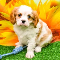 K.B., a male Cavalier King Charles Spaniel for sale in Bunker Hill, IL – Photo 5 of 7