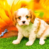 K.B., a male Cavalier King Charles Spaniel for sale in Bunker Hill, IL – Photo 1 of 7
