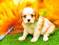 K.B., a male Cavalier King Charles Spaniel for sale in Bunker Hill, IL – Photo 4 of 7