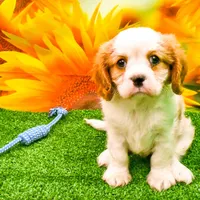 K.B., a male Cavalier King Charles Spaniel for sale in Bunker Hill, IL – Photo 6 of 7