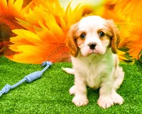 K.B., a male Cavalier King Charles Spaniel for sale in Bunker Hill, IL – Photo 5 of 7