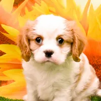 K.B., a male Cavalier King Charles Spaniel for sale in Bunker Hill, IL – Photo 2 of 7