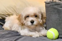 Miriele, a female Cavapoo for sale in Bunker Hill, IL – 6 of 9