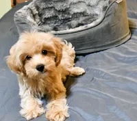 Genius, a male Cavapoo for sale in Bunker Hill, IL – 5 of 7