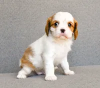 Frank, a male Cavalier King Charles Spaniel for sale in Bunker Hill, IL – 4 of 7
