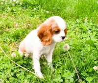 Maple, a female Cavalier King Charles Spaniel for sale in Bunker Hill, IL – 1 of 8