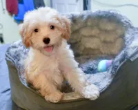 Jimmy, a male Cavapoo for sale in Bunker Hill, IL – 3 of 8