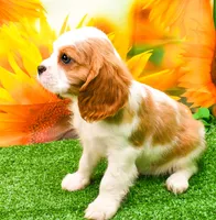 Sir Cuddles, a male Cavalier King Charles Spaniel for sale in Bunker Hill, IL – 6 of 8