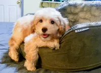 Jimmy, a male Cavapoo for sale in Bunker Hill, IL – 6 of 8
