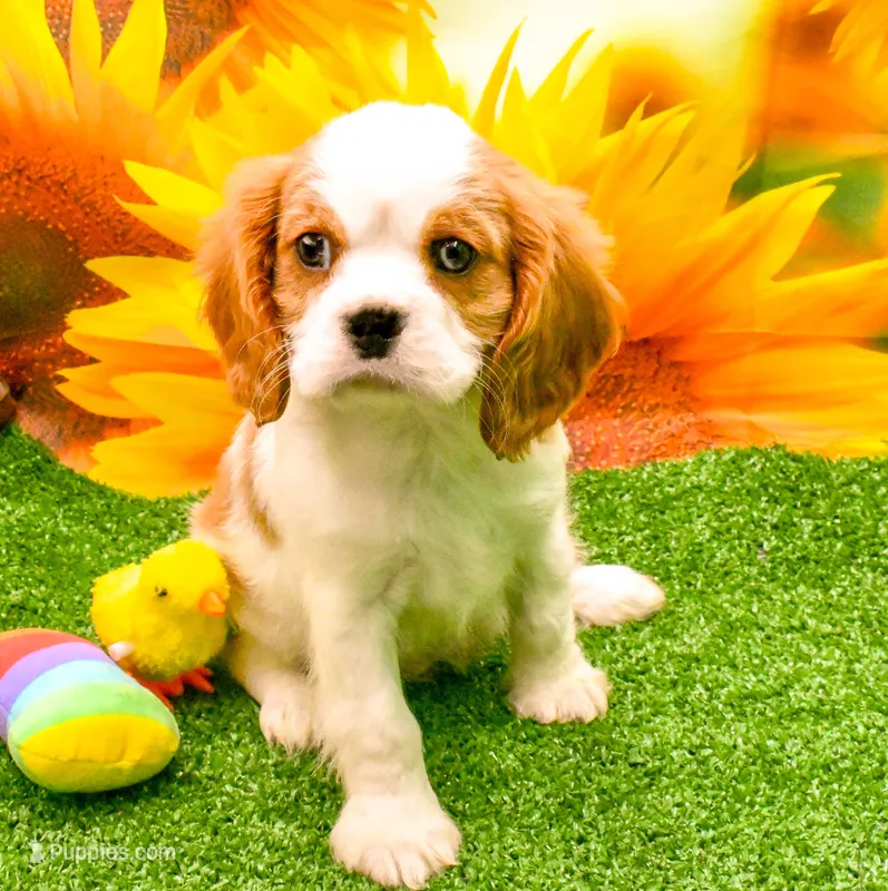 Sir Cuddles – Cavalier King Charles Spaniel puppy for sale in Bunker Hill, IL