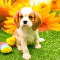 Sir Cuddles, a male Cavalier King Charles Spaniel for sale in Bunker Hill, IL – 1 of 8