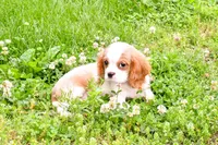 Maple, a female Cavalier King Charles Spaniel for sale in Bunker Hill, IL – 5 of 8