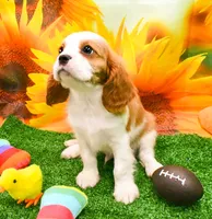 Sir Cuddles, a male Cavalier King Charles Spaniel for sale in Bunker Hill, IL – 3 of 8