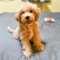 Genius, a male Cavapoo for sale in Bunker Hill, IL – 4 of 7