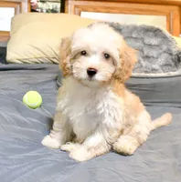 Jimmy, a male Cavapoo for sale in Bunker Hill, IL – 7 of 8