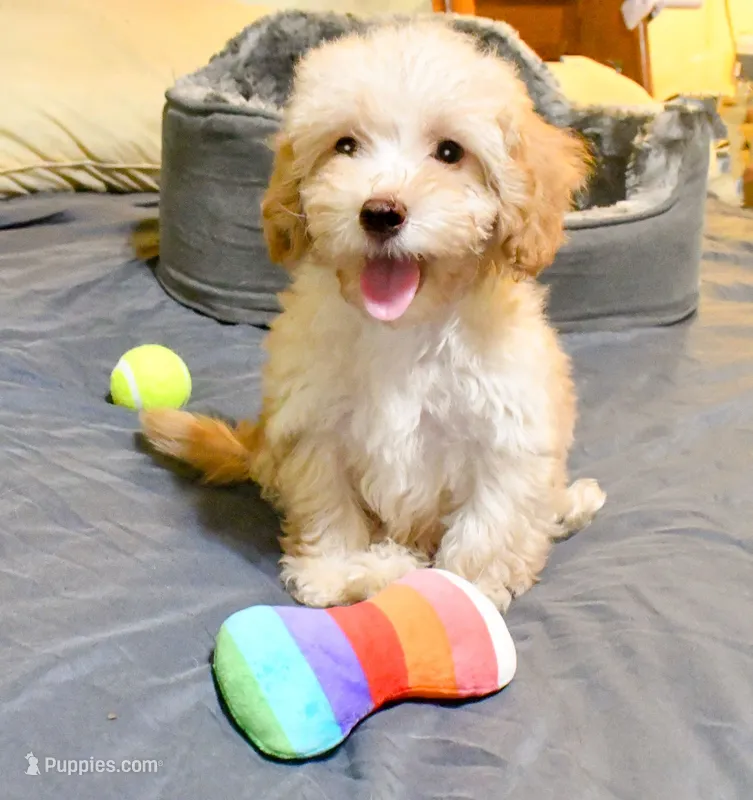 Jimmy – Cavapoo puppy for sale in Bunker Hill, IL