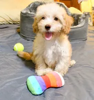 Jimmy, a male Cavapoo for sale in Bunker Hill, IL – 1 of 8