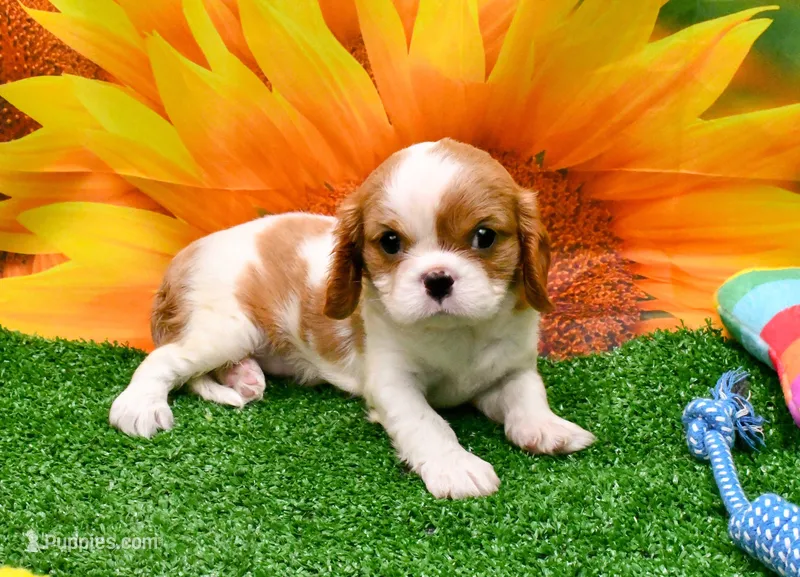Becky – Cavalier King Charles Spaniel puppy for sale in Bunker Hill, IL