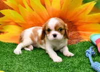 Becky, a female Cavalier King Charles Spaniel for sale in Bunker Hill, IL – Photo 1 of 8