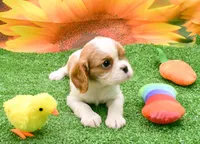 Becky, a female Cavalier King Charles Spaniel for sale in Bunker Hill, IL – Photo 4 of 8