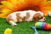 Becky, a female Cavalier King Charles Spaniel for sale in Bunker Hill, IL – Photo 8 of 8