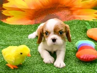 Becky, a female Cavalier King Charles Spaniel for sale in Bunker Hill, IL – Photo 6 of 8
