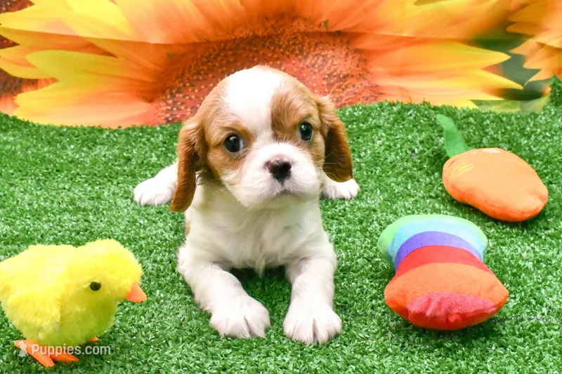 Becky – Cavalier King Charles Spaniel puppy for sale in Bunker Hill, IL