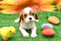 Becky, a female Cavalier King Charles Spaniel for sale in Bunker Hill, IL – Photo 3 of 8