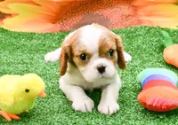 Becky, a female Cavalier King Charles Spaniel for sale in Bunker Hill, IL – Photo 5 of 8