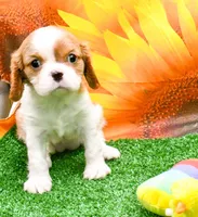 Becky, a female Cavalier King Charles Spaniel for sale in Bunker Hill, IL – Photo 2 of 8