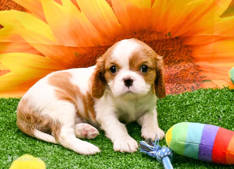 Becky – Cavalier King Charles Spaniel puppy for sale in Bunker Hill, IL