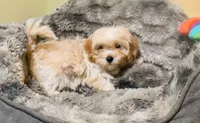 Miriele, a female Cavapoo for sale in Bunker Hill, IL – 5 of 9