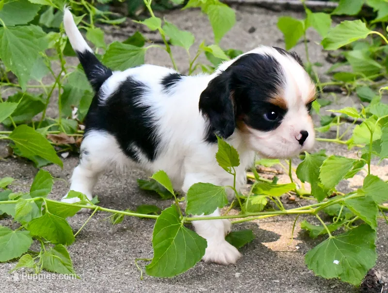 Steve – Cavalier King Charles Spaniel puppy for sale in Bunker Hill, IL