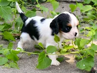 Steve, a male Cavalier King Charles Spaniel for sale in Bunker Hill, IL – 3 of 6