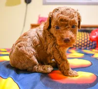 Barney, a male Poodle - Toy  for sale in Bunker Hill, IL – Photo 5 of 7
