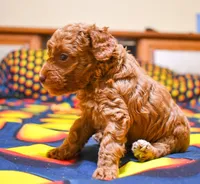 Barney, a male Poodle - Toy  for sale in Bunker Hill, IL – Photo 4 of 7