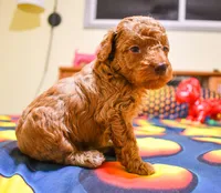 Barney, a male Poodle - Toy  for sale in Bunker Hill, IL – Photo 6 of 7