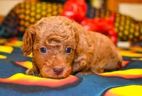 Barney, a male Poodle - Toy  for sale in Bunker Hill, IL – Photo 7 of 7