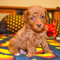 Barney, a male Poodle - Toy  for sale in Bunker Hill, IL – Photo 3 of 7