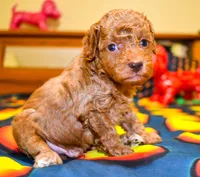 Barney, a male Poodle - Toy  for sale in Bunker Hill, IL – Photo 2 of 7
