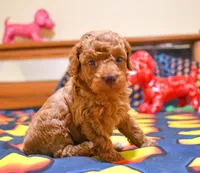 Barney, a male Poodle - Toy  for sale in Bunker Hill, IL – Photo 1 of 7