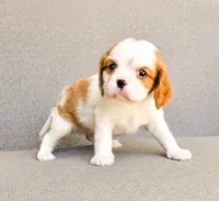 Frank, a male Cavalier King Charles Spaniel for sale in Bunker Hill, IL – 3 of 7