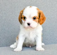 Frank, a male Cavalier King Charles Spaniel for sale in Bunker Hill, IL – 2 of 7
