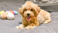 Genius, a male Cavapoo for sale in Bunker Hill, IL – 7 of 7