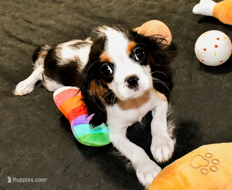 Steve – Cavalier King Charles Spaniel puppy for sale in Bunker Hill, IL