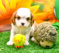 Frank, a male Cavalier King Charles Spaniel for sale in Bunker Hill, IL – 5 of 7