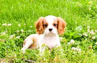 Maple, a female Cavalier King Charles Spaniel for sale in Bunker Hill, IL – 2 of 8