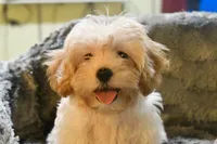 Miriele, a female Cavapoo for sale in Bunker Hill, IL – 2 of 9