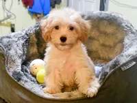 Jimmy, a male Cavapoo for sale in Bunker Hill, IL – 4 of 8