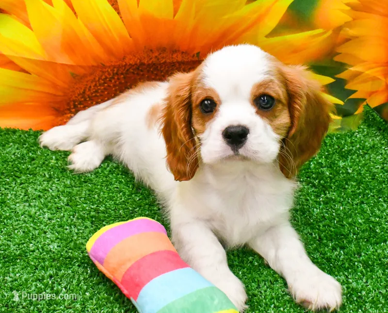 Sir Cuddles – Cavalier King Charles Spaniel puppy for sale in Bunker Hill, IL